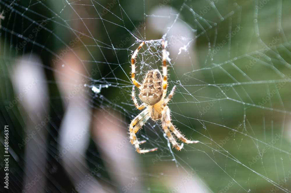 Close shot of a spider on its web Close shot of a spider on its web