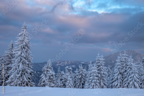 Sunset with heavily snowed trees, Pangarati Peak, Harghita, Transylvania, Romania, Europe