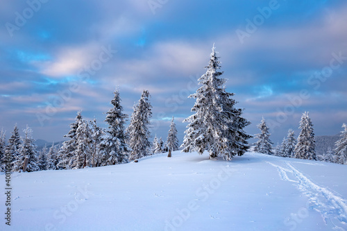 Sunset with heavily snowed trees  Pangarati Peak  Harghita  Transylvania  Romania  Europe
