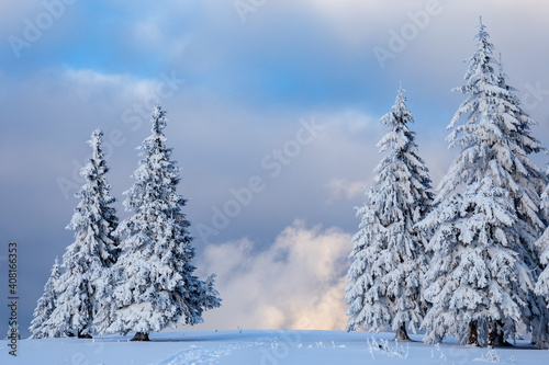 Sunset with heavily snowed trees, Pangarati Peak, Harghita, Transylvania, Romania, Europe