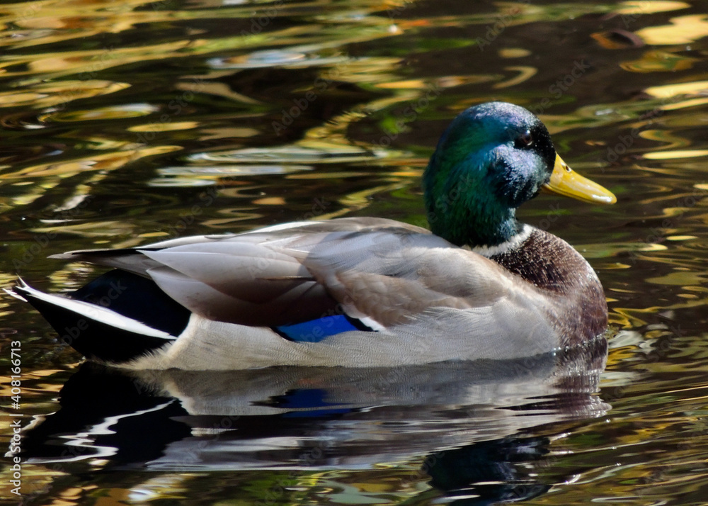 Obraz premium Canard