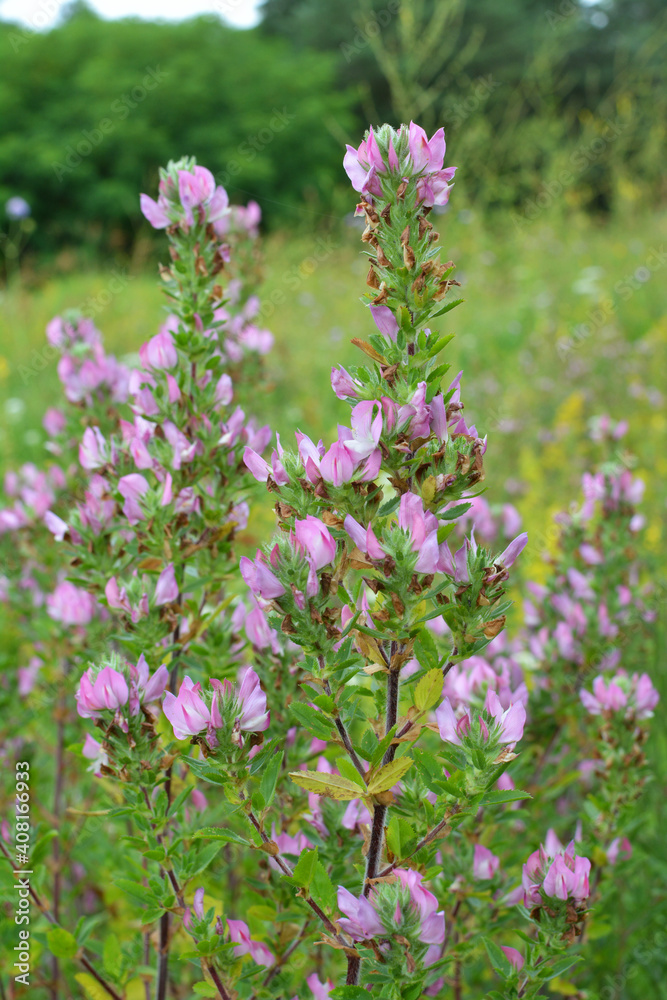 Fototapeta premium In nature, ononis spinosa grows among grasses