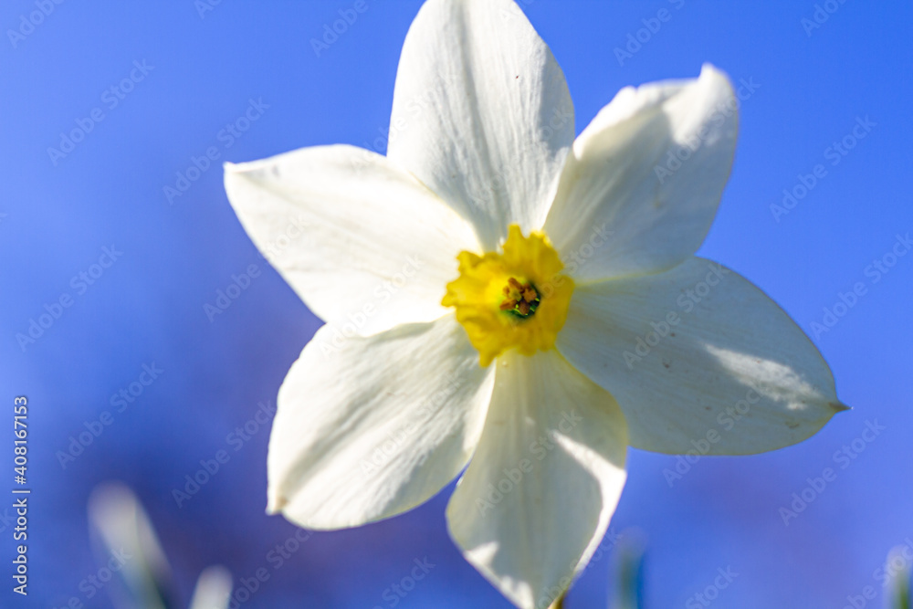 Fototapeta premium Single flower of daffodils, Narcissus poeticus subsp. radiiforus against blue sky background in National park Tara in western Serbia