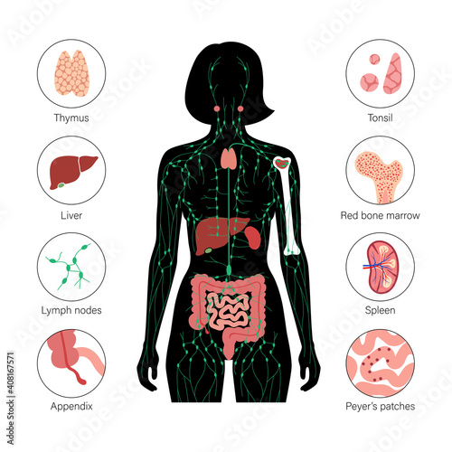 Lymphatic System Concept