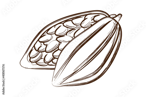 Tropical cacao seeds. Hand drawn sketch style.