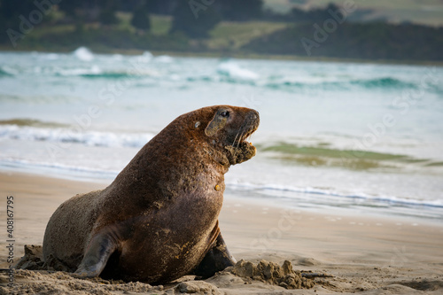 NZ Fur Seals sunning themselves on Catlins beach.