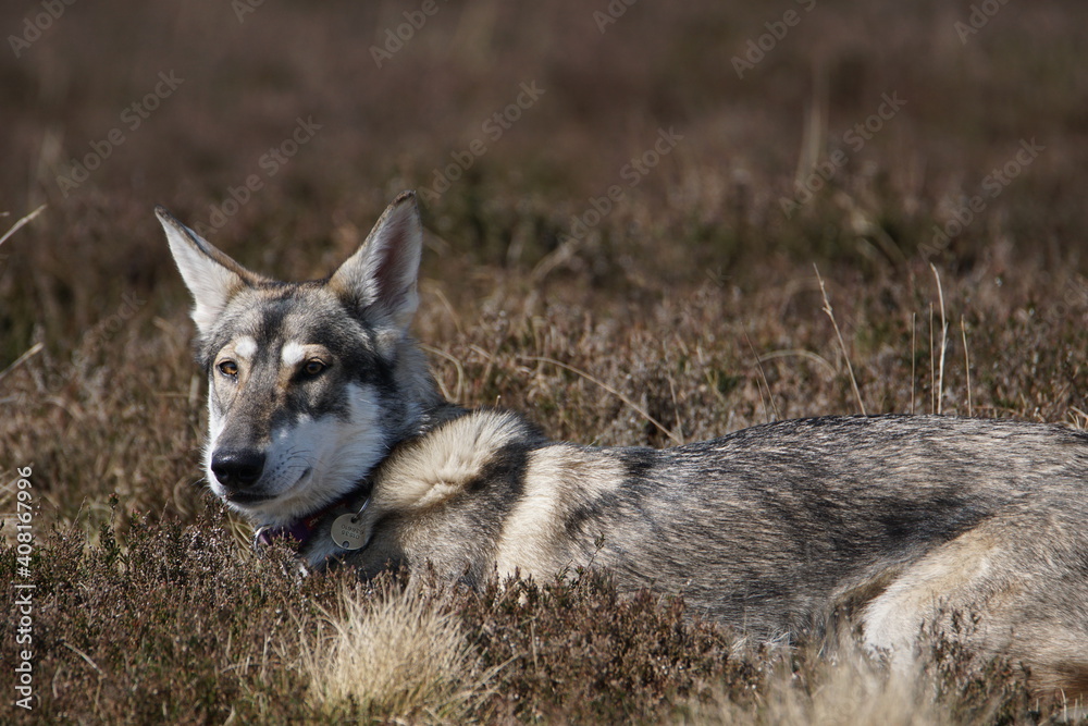 Northern Inuit (kennel name: Machine Lady Artemis) , Elsack Moor, North Yorkshire, England Northern Inuit (kennel name: Machine Lady Artemis) , Elsack Moor, North Yorkshire, England