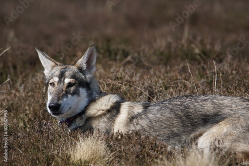 Konstfotografi Northern Inuit (kennel name: Machine Lady Artemis) , Elsack Moor, North Yorkshir