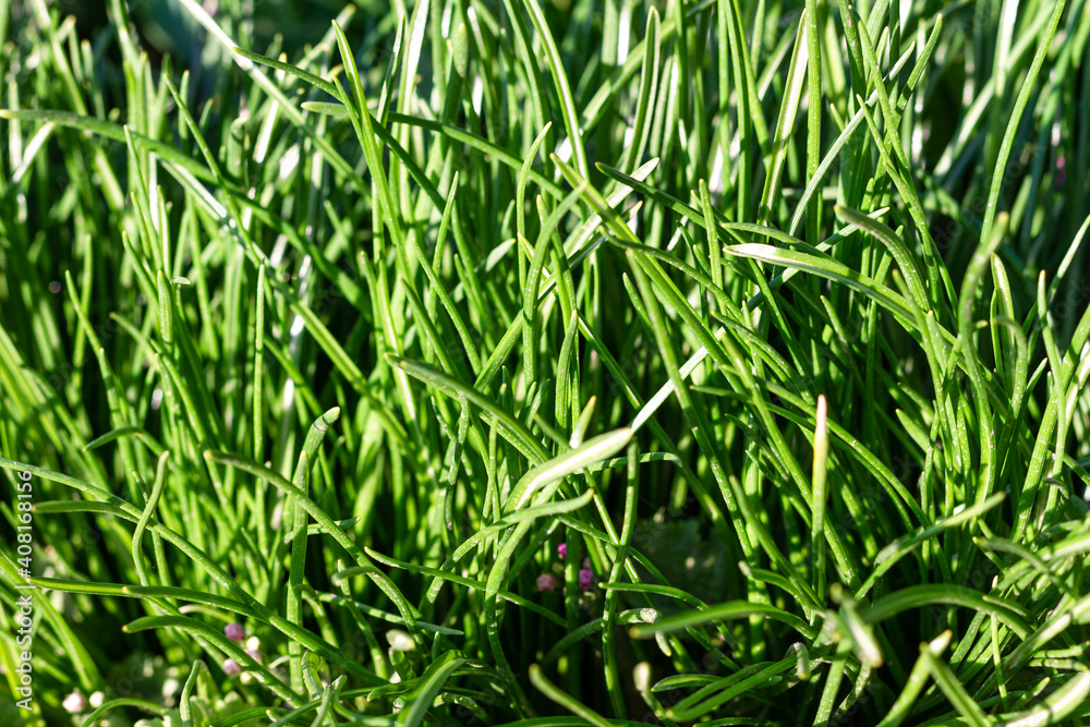 Closeup of lush uncut green grass with drops of dew in soft morning light. Closeup of lush uncut green grass with drops of dew in soft morning light.