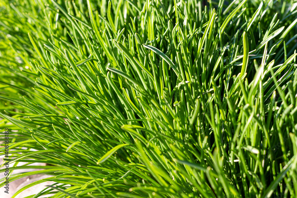 Closeup of lush uncut green grass with drops of dew in soft morning light. Closeup of lush uncut green grass with drops of dew in soft morning light.