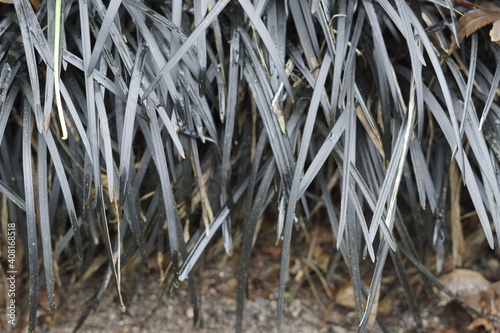 CABALLERO NEGRO (OPHIOPOGON PLANISCAPUS) photo