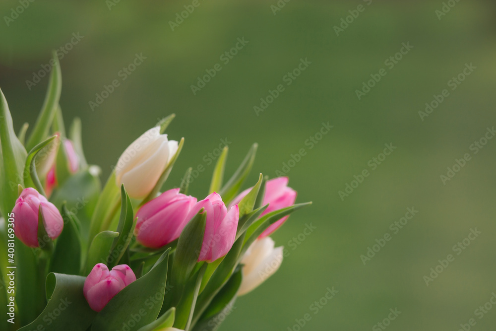 Obraz premium Tulips on a green background for a Womens Day, Mother Day, 8 march or Valentines day. The concept of holidays and good morning wishes.