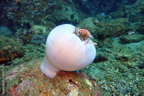 Halsband-Anemonenfisch aufr fast geschlossener Prachtanemone