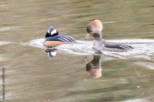 Hooded Merganser Hen Appears Unhappy With Her Mate as They Swim Together photo