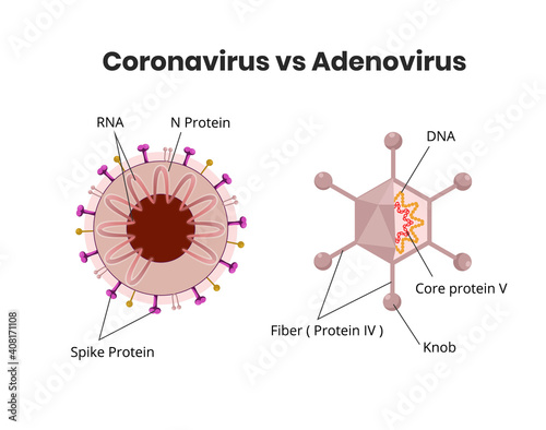 Adenovirus structure versus coronavirus anatomy. RNA vs DNA virus comparison