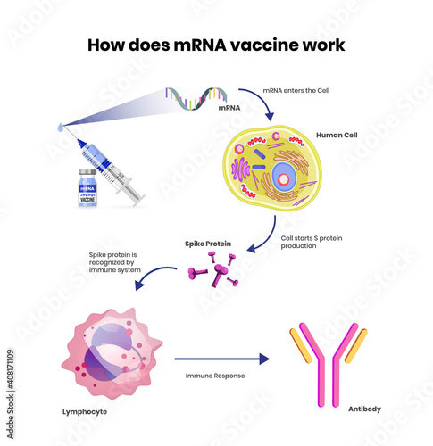 mRNA vaccine schematic illustration. Coronavirus RNA vaccine mechanism of action