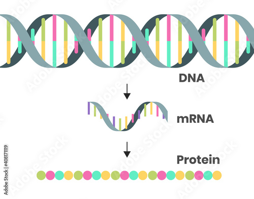 Protein syntesis schematic illustration. Illustration of the DNA, mRNA and polypeptide chain isolated on white photo