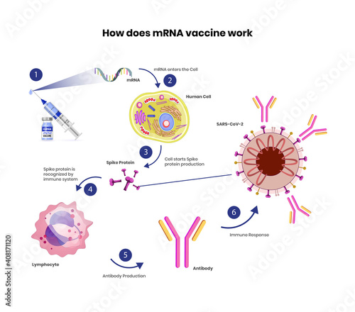 mRNA vaccine schematic illustration. Coronavirus vaccine mechanism of action photo