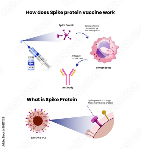 Spike protein vaccine mechanism of action. Coronavirus vaccine scheme