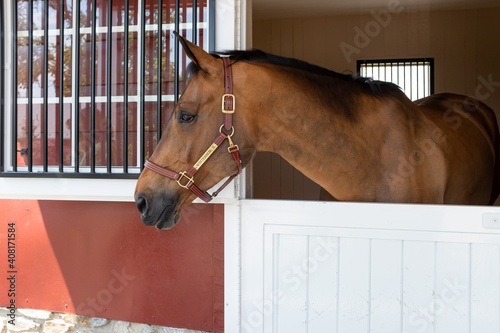horse in stable