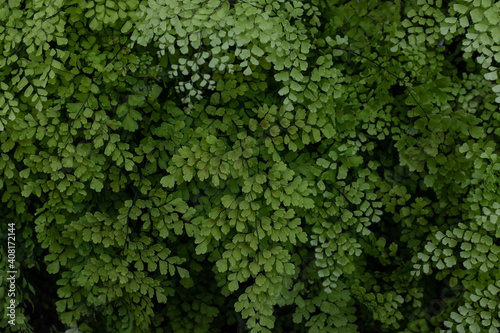 cascading green foliage