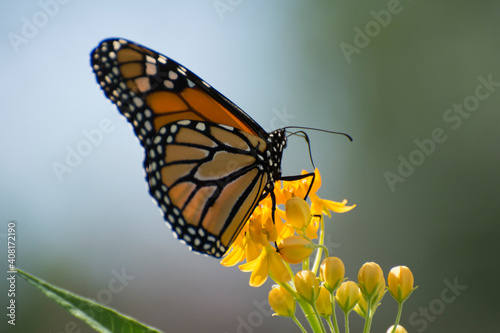 Butterfly 2020-54 / Monarch butterfly (Danaus plexippus)