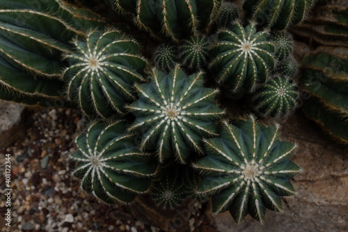 cactus close up
