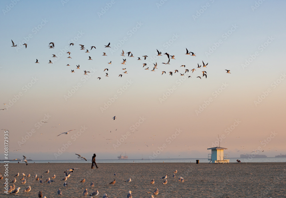 A flock of seagulls flying in long beach sky