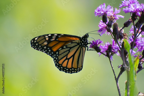 Butterfly 2020-56 / Monarch butterfly (Danaus plexippus)