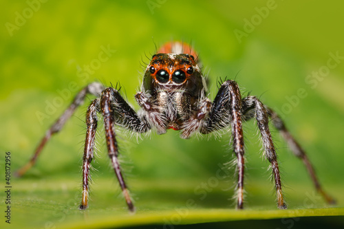 Frontal closeup of a jumping spider