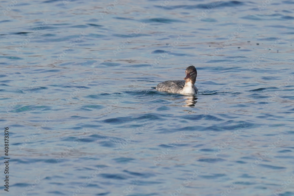 red breasted merganser in the sea red breasted merganser in the sea