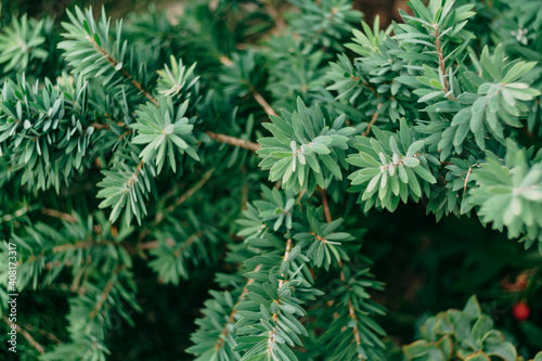 A close-up of the small leaves of a lush green plant.