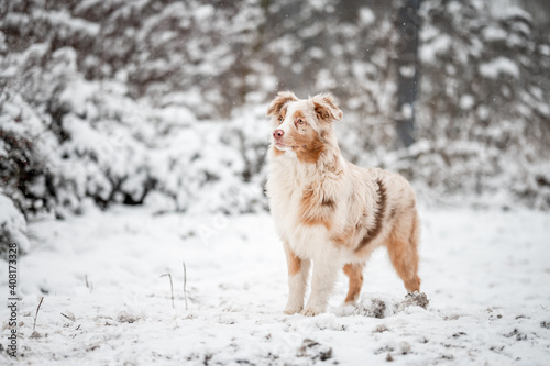 An australian shepherd puppy on snow in winter. Portrait of a red merle dog, happy face. © Eliška