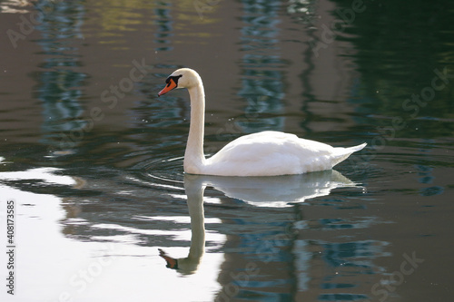 Swan in Colorado Springs Colorado  Birds of Colorado