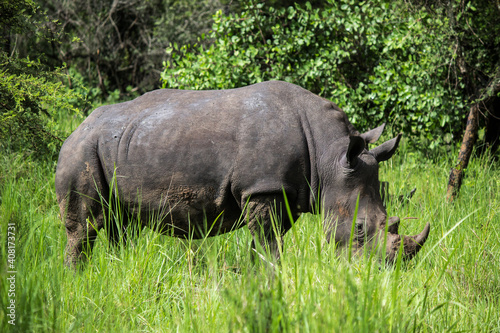 Rhino full body