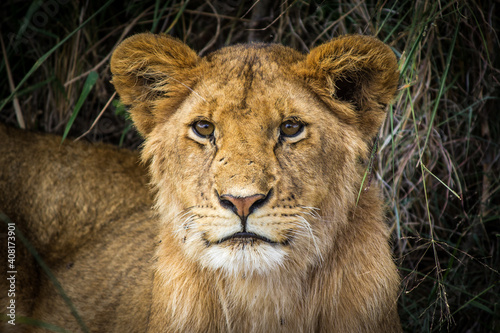Juvenile Lion Laying Under Shade