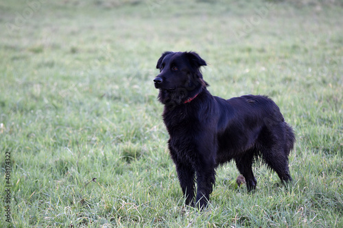 black belgium shepherd retriever in a field