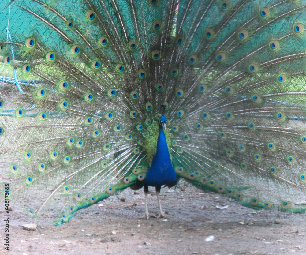 Obraz premium Peacock with an open tail