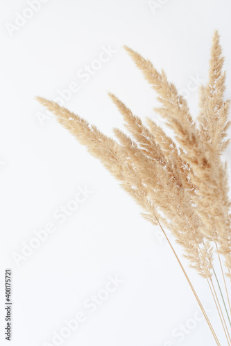 Obraz na plátně Dry reed grass close-up against white wall