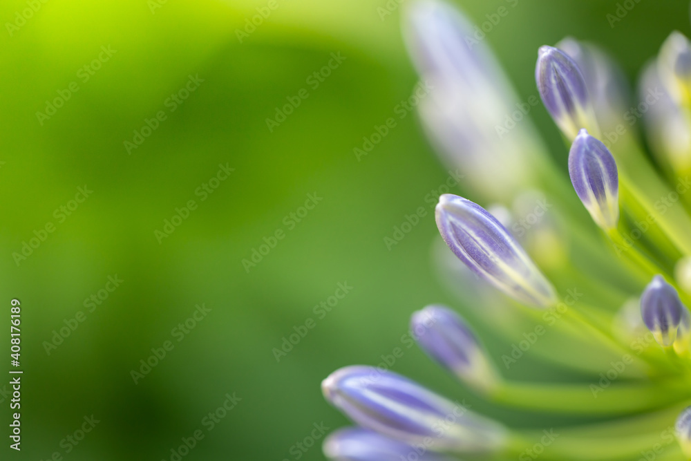 Naklejka premium The background image of the colorful flowers