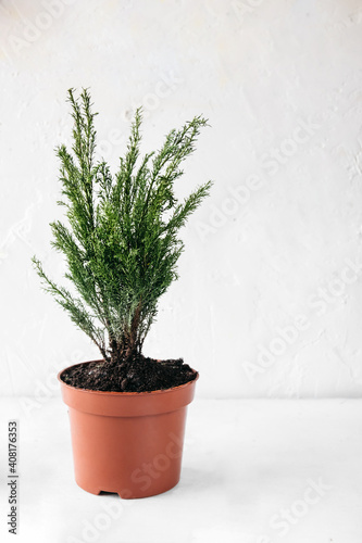 small coniferous plant in pot for home cultivation. Care for unusual home plants. Vertical print poster, selective focus