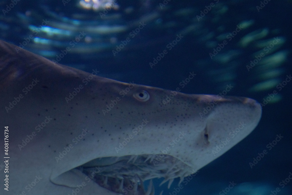 Naklejka premium Shark Face Close Up