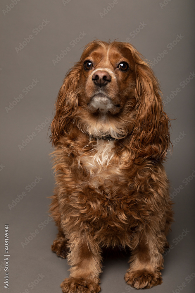 Studio portrait of a cocker spaniel dog. He is sitting and the background is grey.