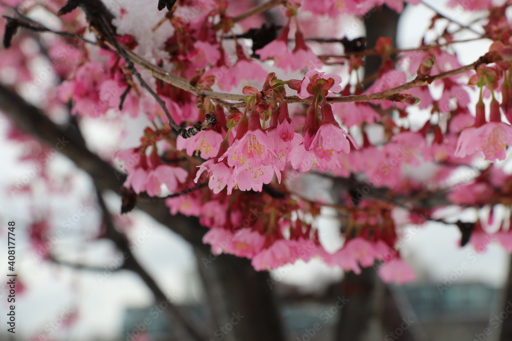 Obraz premium tree flowers pink