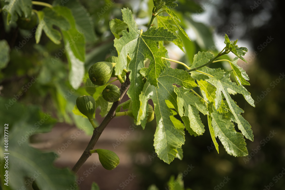 Fototapeta premium Close up view of a green fig tree with some fig growing in the branches