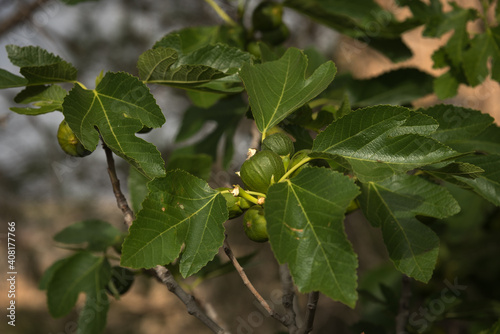 Close up view of a green fig tree with some fig growing in the branches photo