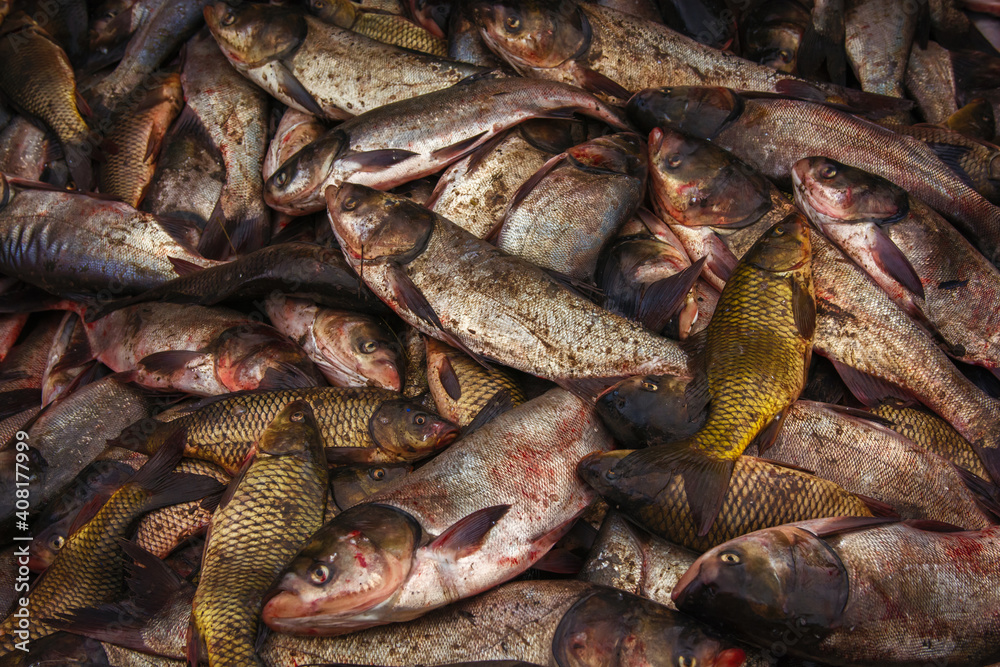 industrial fishing. illegal fishing and seafood.