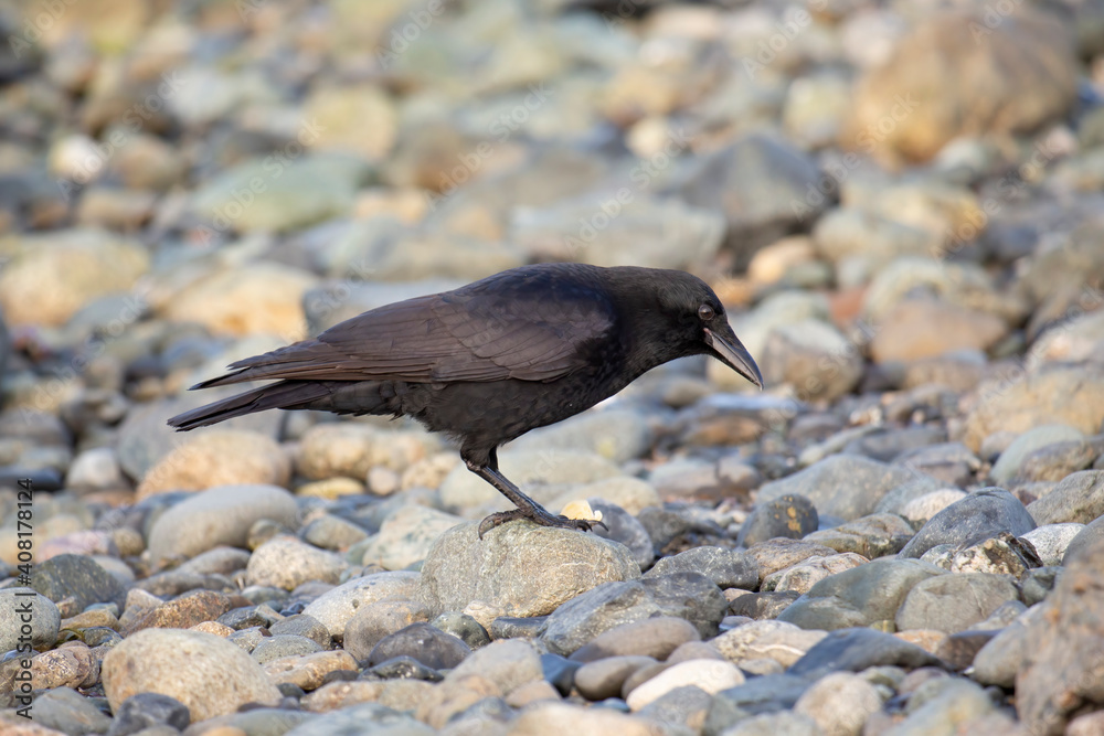 Fototapeta premium Crow on a rocky beach feeding