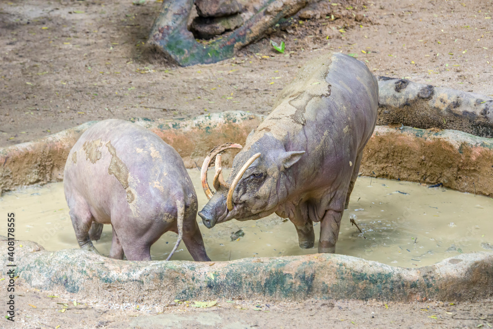 Obraz premium a male Buru babirusa touches female's ass to check Estrous cycle. It is a wild pig-like animal native to the Indonesian islands of Buru, also called deer-pigs. It is notable for the long upper canines