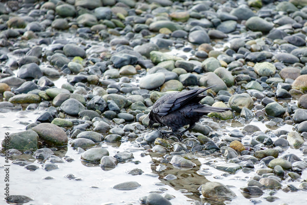 Obraz premium Crow feeding on a rocky beach